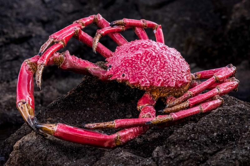 spider crab red